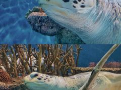 -上海海洋水族馆