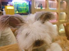 -藦茜花园宠物主题亲子互动体验馆(国顺东路店)
