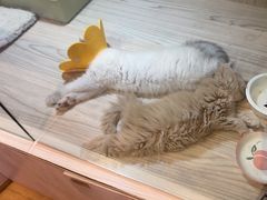 -屋虎猫馆(宝安大仟里店)