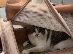 -艾贝尔宠物医院·24H转诊中心·肿瘤猫专科(江宁双龙店)