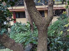 -都江堰普照寺