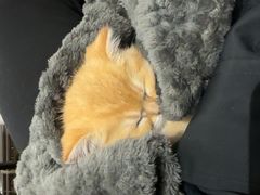 -欣宠猫屋·矮脚拿破仑·蓝金金渐层
