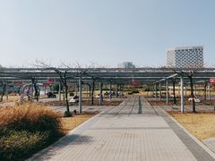 -嘉定紫藤园