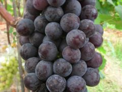 -马陆小张葡萄园农家乐