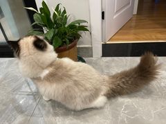 -欣宠猫屋·矮脚拿破仑·蓝金金渐层