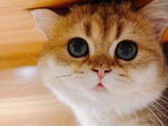 -猫十亿·布偶金渐层·曼基康矮脚猫舍(青年路店)