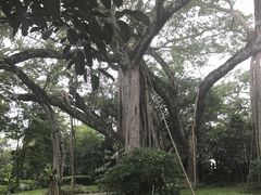 -瑞丽独树成林风景区