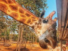 -清迈夜间动物园