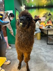 -神奇动物撸宠馆·羊驼·小浣熊·异宠(豫园店)