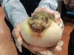 -肆月河豚·新淮扬(金融街店)