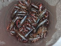 -同銮特种养殖场·龙虾垂钓