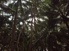 -东郊椰林
