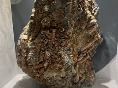 -河南自然博物馆