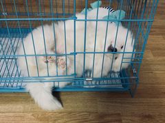 -翊宠yipet猫狗购宠庄园犬舍•猫舍