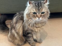 -御宝贝·A梦猫科宠物医院(国际猫友好医院)