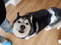 -Husky Go! 哈士奇体验馆·宠物咖啡厅狗咖
