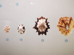 -青岛贝壳博物馆