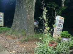 -遇龙河大樟树农家乐