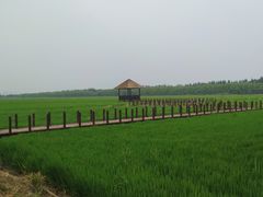 -西青郊野公园