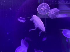 -海合安武汉极地海洋公园