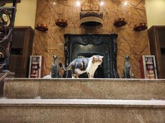 -more than meow吴止猫主题餐厅(承德 中船汇店)