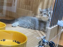 -老吴的猫·猫舍(新区店)