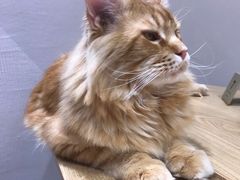 -藏猫猫咖啡主题馆(中央大道店)