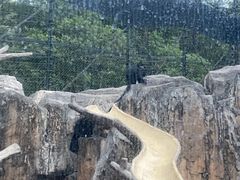 -深圳野生动物园
