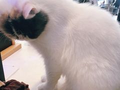 -平行世界·猫咖(首经贸店)