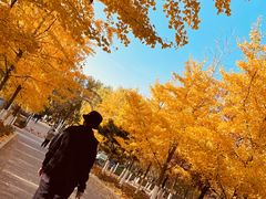 -长白岛森林公园