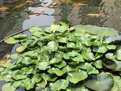 -桃园盛宴·岭南粤菜·手工茶点(南庄店)