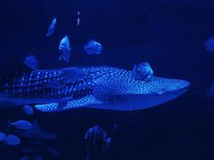 -烟台海昌鲸鲨海洋公园