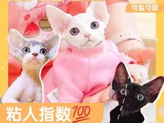 -十年猫舍·猫咪专门店(普陀店)