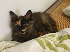-纳吉亚猫专科动物诊疗中心(蒋宅口分院)