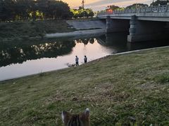 -羊山湖公园