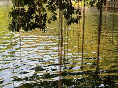 -荔湾湖公园