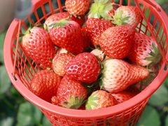 -尚田草莓姑娘白草莓采摘基地