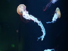 -欢乐海岸海洋奇梦馆