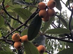 -塘栖枇杷特色园区