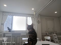 -白夜2D咖啡馆