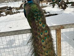 -青峰峡国家森林公园