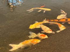 -上海静安洲际酒店