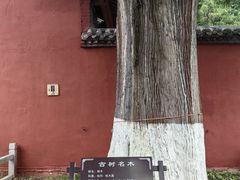 -武侯墓风景区
