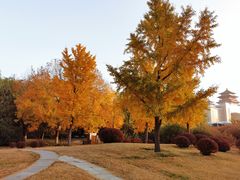 -莲花池公园
