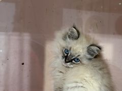 -爪爪喵星球·猫舍(卓悦中心店)