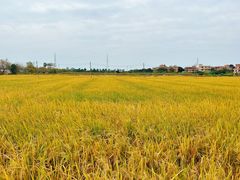 -尚果生态采摘园