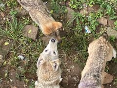 -合肥野生动物园
