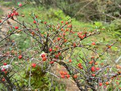 -武陵山森林公园