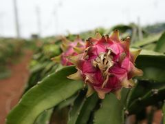 -硇洲岛旅游区