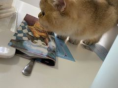 -喵的天空名猫咖啡馆·撸猫·猫舍·用品